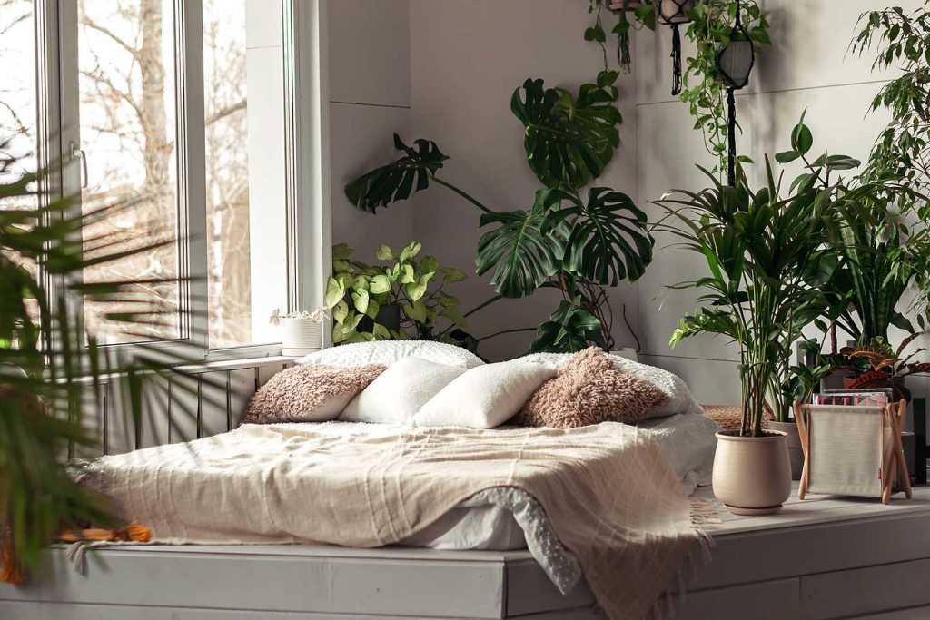 چرا دانه های قاصدک به طور گسترده پخش می شوند؟